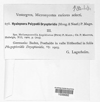 Hyalopsora polypodii image